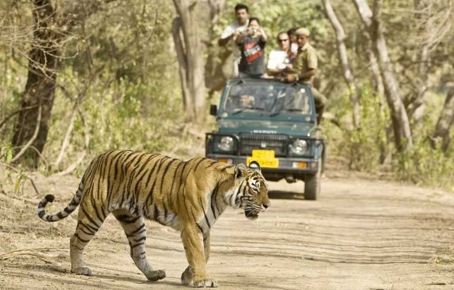 Jungle Safari in India- Wildlife Safari in India